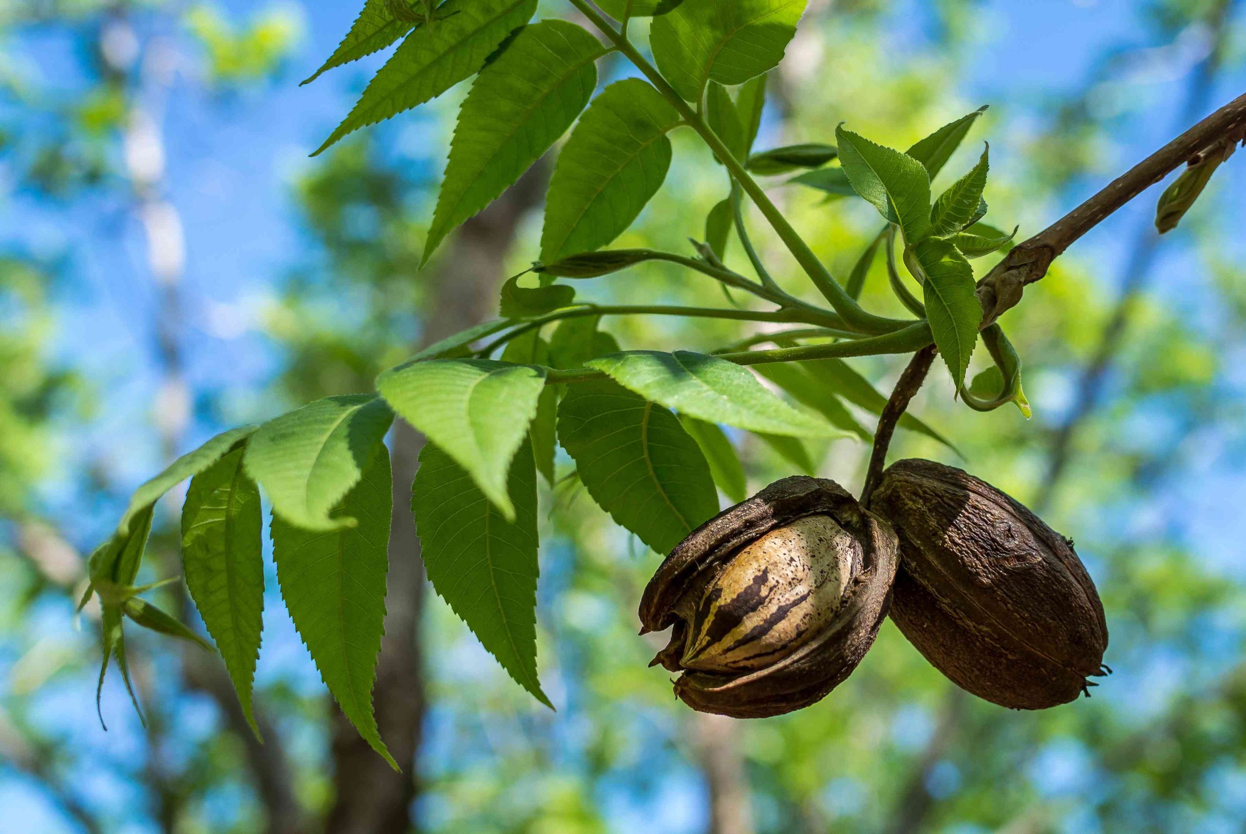 <p>Carya illinoensis</p>