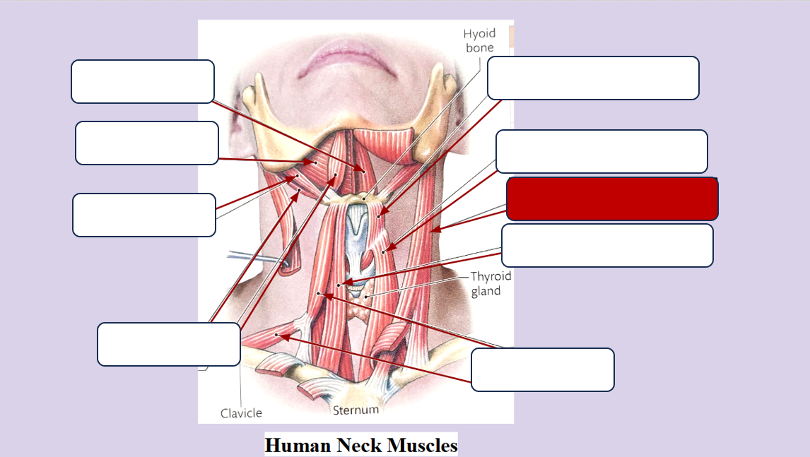 <p>Label the muscle</p>