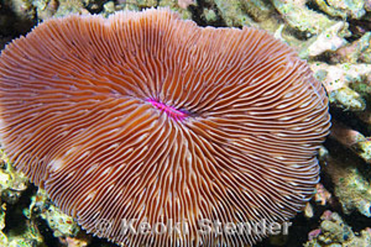 <p>solitary coral generally spherical, ovate, or elongate-ovate<br>prominent radial septa gives appearance of upside mushroom</p>