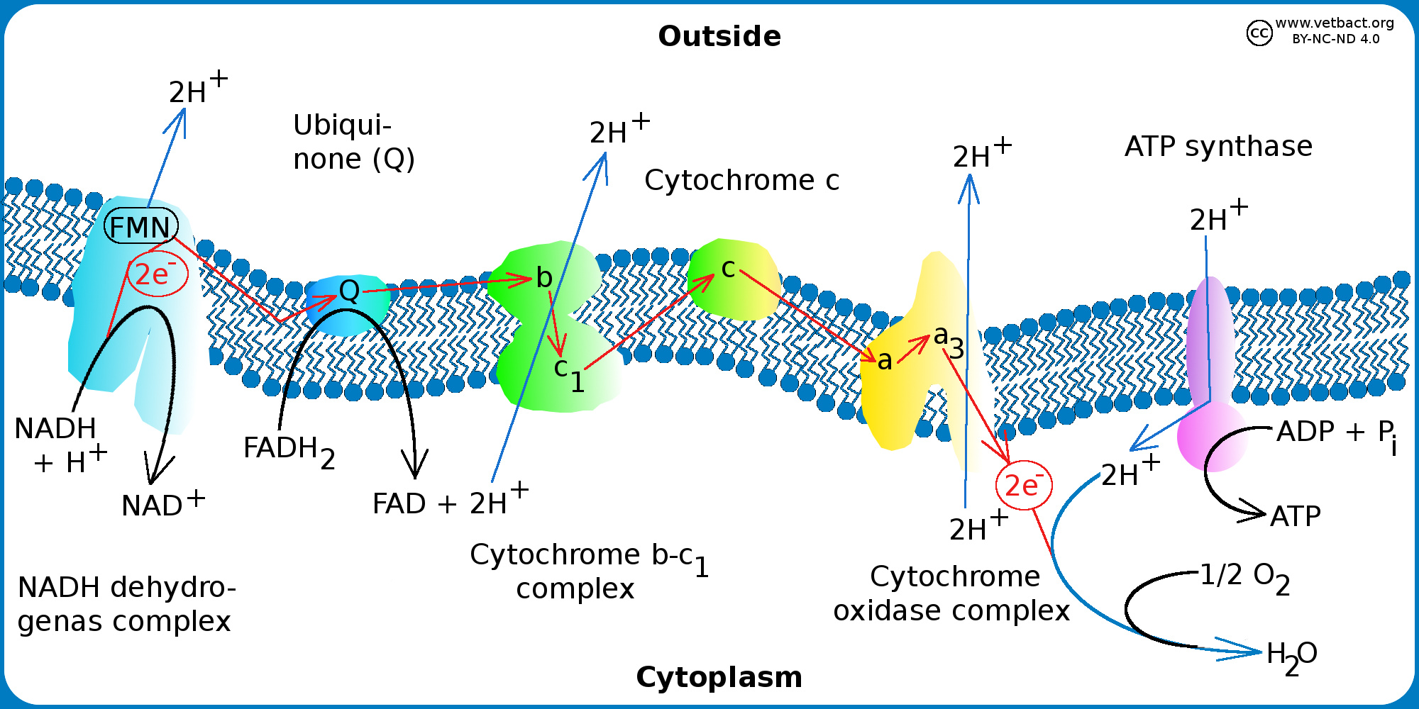<p>I: NADH → QH<sub>2</sub></p><p>II: FADH (från succinat) → FMN → QH<sub>2</sub></p><p>III: Q → Cytokrom C</p><p>IV: Cytokrom C → O<sub>2</sub></p><p></p>