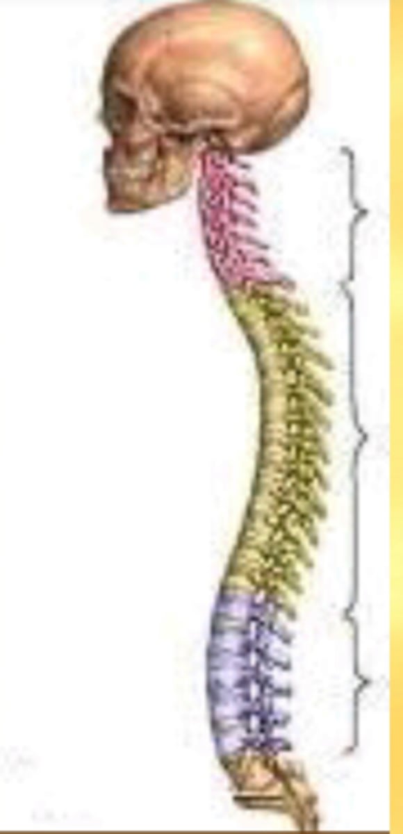 <p>die Wirbelsäule, die Wirbelsäulen</p>