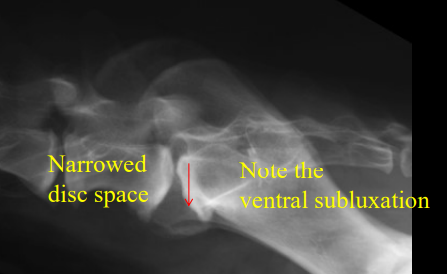 <ul><li><p><strong><u>Cauda Equina Syndrome</u></strong></p></li><li><p><strong>Cause</strong></p><ul><li><p><strong>Instability </strong>of<strong> L7-S1</strong>, disc protrusion or extrusion, <strong>hypertrophy of dorsal longitudinal lig.</strong></p></li><li><p></p></li><li><p>Transitional vertebrae may predispose</p></li><li><p><u>GSD</u></p></li></ul></li><li><p><strong>CS</strong></p><ul><li><p>older, rear limb ataxia, worn dorsal nails, pain during full extension of pelvis,<strong> reluctance to position to defecate</strong></p></li><li><p><u>Fecal and urinary incontinence</u></p></li></ul></li><li><p><strong>Views</strong></p><ul><li><p>Lateral and VD</p></li><li><p>Need <strong><u>MRI</u></strong></p></li></ul></li><li><p><strong>RS</strong></p><ul><li><p><strong>Narrowed</strong>/wedge, Spondylosis, ventral step lesion at <strong>L7-S1</strong></p></li><li><p><strong>Full colon</strong></p></li></ul></li></ul><p></p>