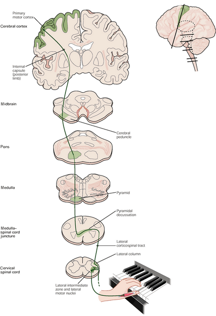 <p>Corticospinal tract is…</p>