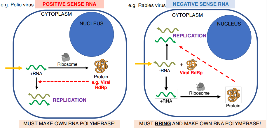 <p>they either have:</p><p> RNA-dependent RNA polymerase</p><ul><li><p>uses RNA to make more RNA</p></li></ul><p>RNA-dependent DNA polymerase</p><ul><li><p>uses RNA to make DNA</p></li></ul><p></p>