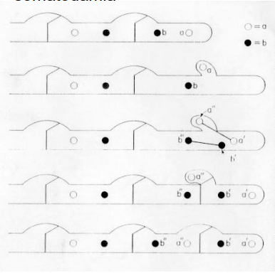 <p>-obecna somatogamia (zlewanie się strzępek)<br>-obecne sprzążki- bypassy<br>-grzybnia i owocnik dikariotyczny<br>-zarodniki (po 4 najczęściej) znajdują się na podstawce</p>