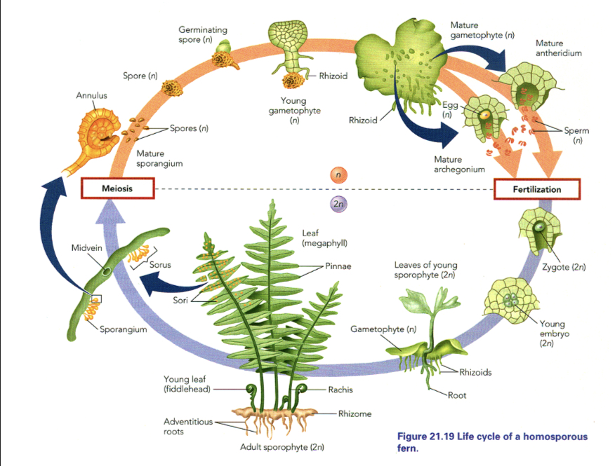 <p>-Spores germinate into a plant (gametophyte) called a prothallus</p><p>-Prothallus produces both eggs and sperm</p><p>-Fertilization occurs under the prothallus where its cool and moist (water is needed for reproduction but not much)</p><p>-Young sporophyte grows from under the prothallus</p><p>-When fern is mature, produces sori under the leaves, which release spores</p><p>-Spores are dispersed ballistically and then by the wind</p><p>-The prothallus</p><ul><li><p>The archegonia produce eggs, and the antheridia produce sperm</p></li></ul><p>-Ferns lack a dormant, mobile seed stage. Dispersal is by spores</p><p>-Ferns are seedless vascular plants</p>