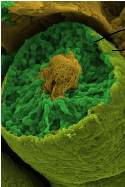 <p>what is each part of this for (seminiferous tubule cross-section)</p>