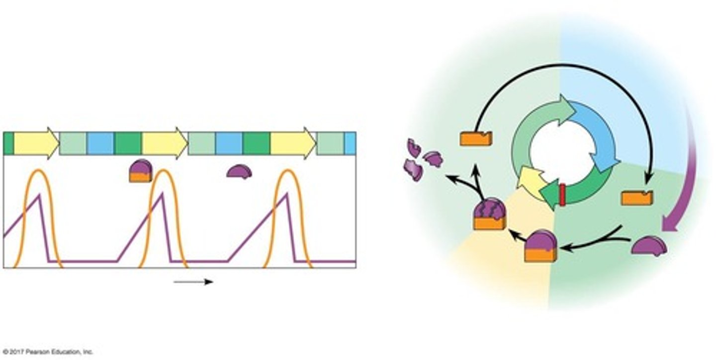 <p>They are regulatory proteins involved in controlling the progression of the cell cycle.</p>