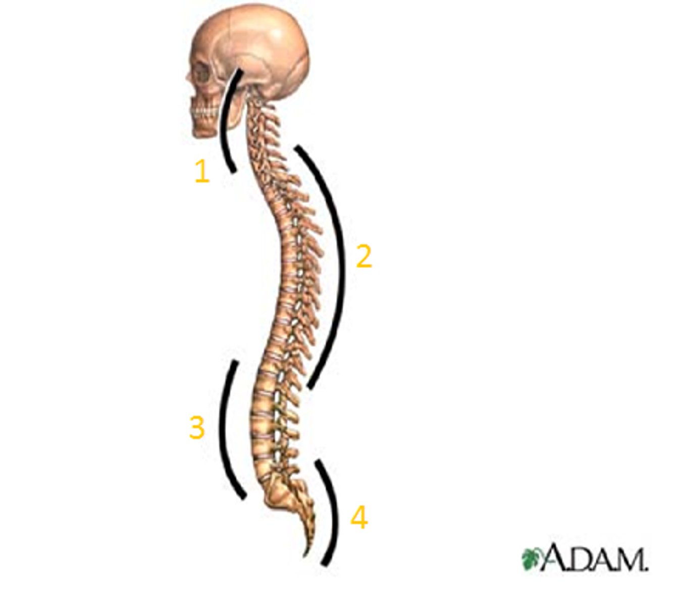<p>What are the 2 secondary curves of the spine?</p><p>HINT: lordotic (posterior concavity)</p>