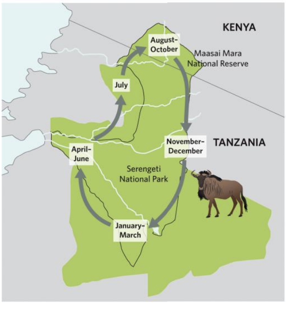 <p>Wildebeest in Maasai Mara, Kenya, make annual migrations around East Africa.</p>