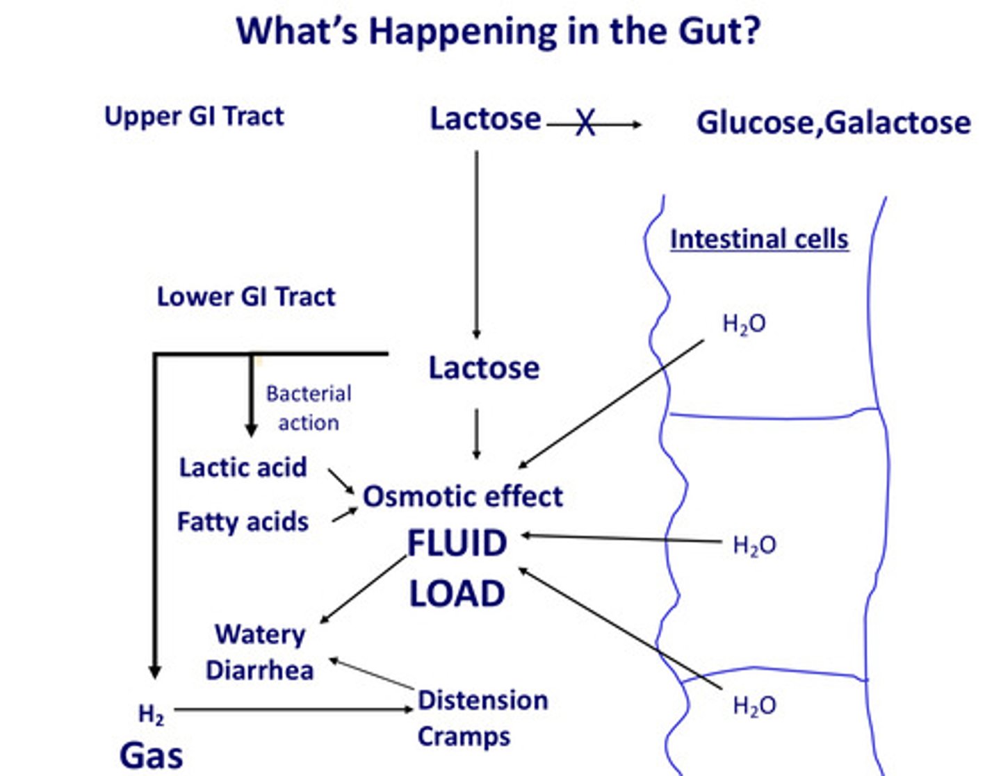 <p>Lactose cannot be converted to glucose and galactose</p>