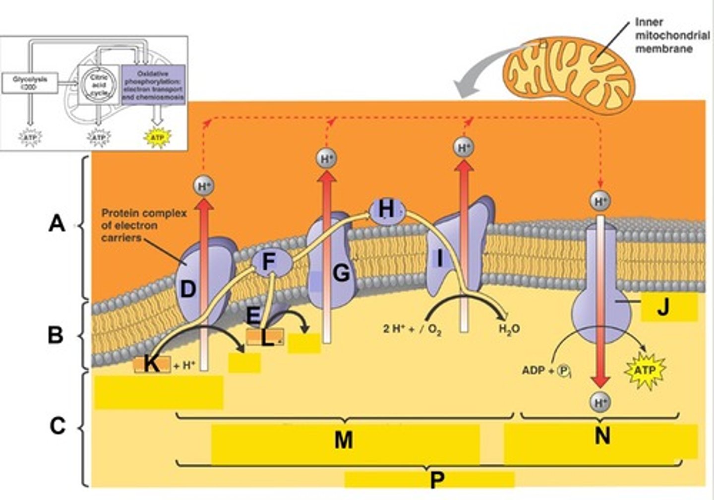 <p>Term for the process indicated by the bracket at letter M. Here electron transport provide the energy to pump protons (H+) from the matrix to the intermembrane space creating a H+ gradient across the membrane</p>