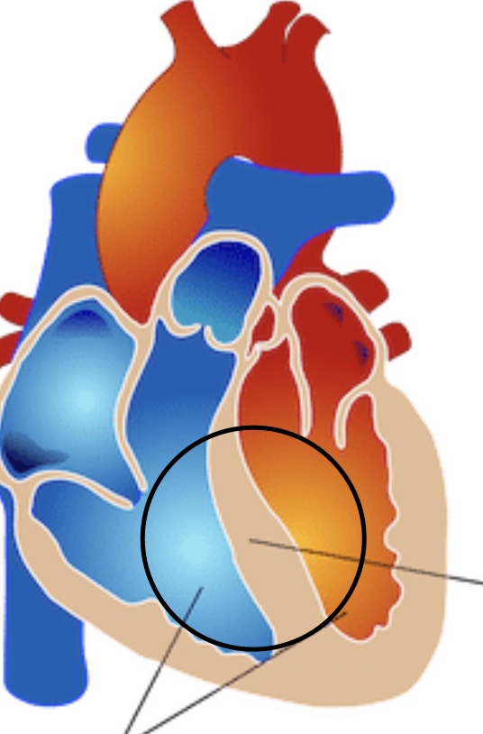 <p><span>Partition or wall dividing the chambers of the heart</span></p>