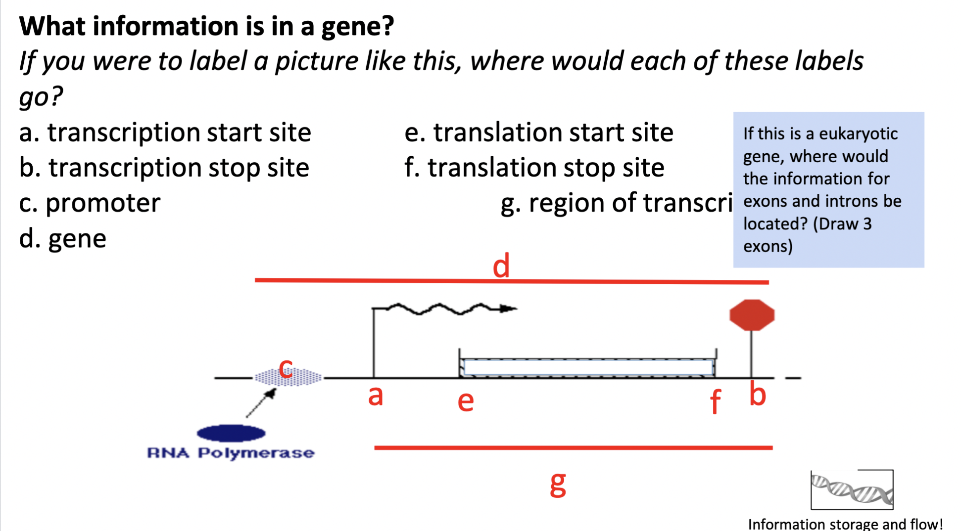 label the image but instead with: 

* exons
* introns
* enhancer region