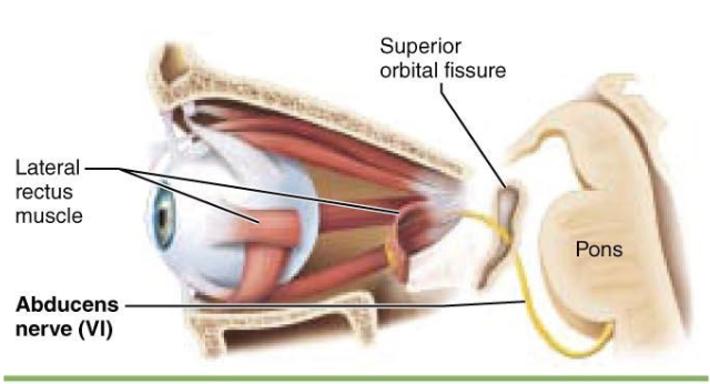 <p>what is components of <span>Cranial Nerve VI – Abducens Nerve?</span></p>