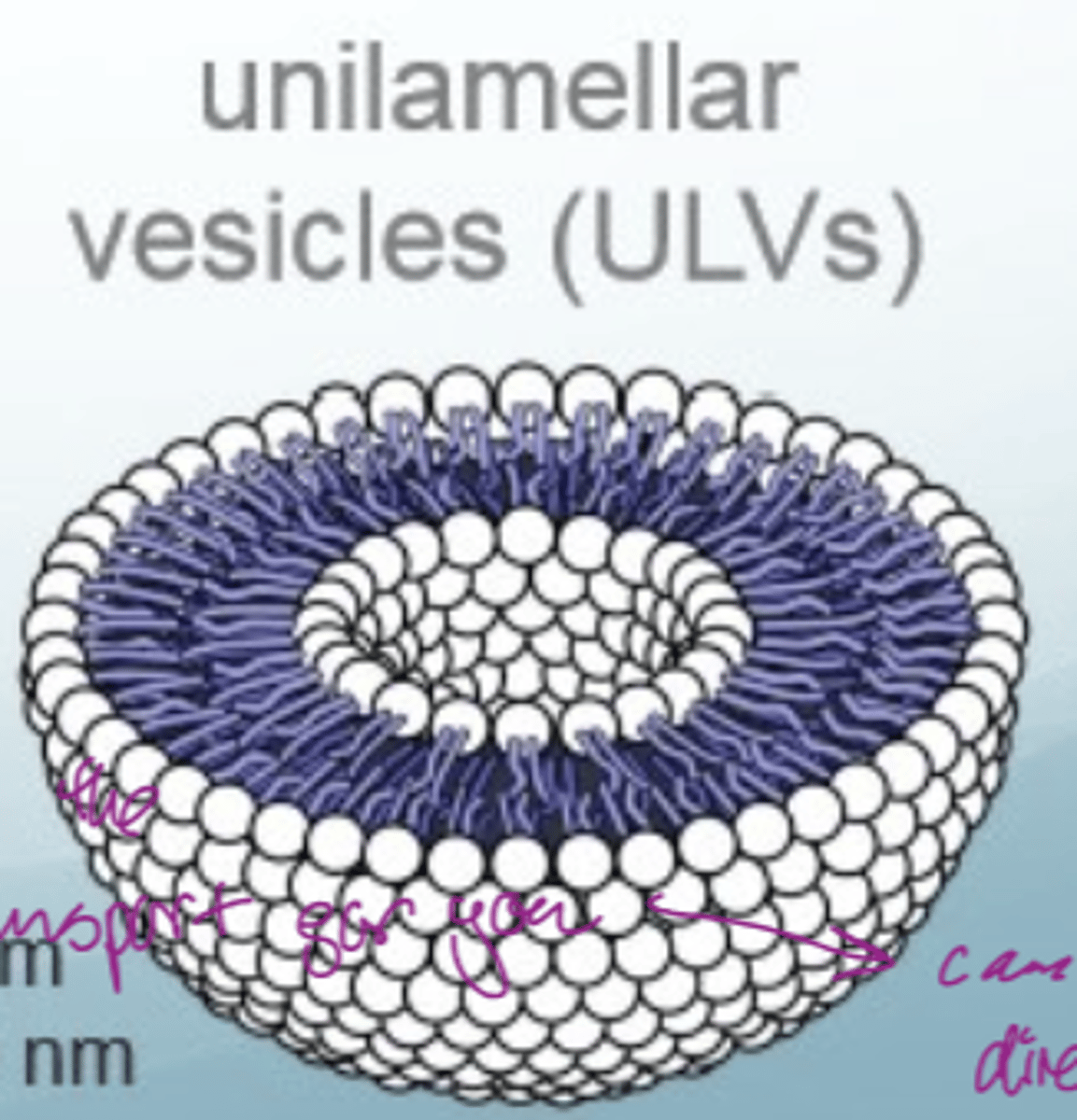 <p>closed-lipid bilayer spheres</p><p>they are used as models of the phospholipid bilayer but they are much simpler</p>