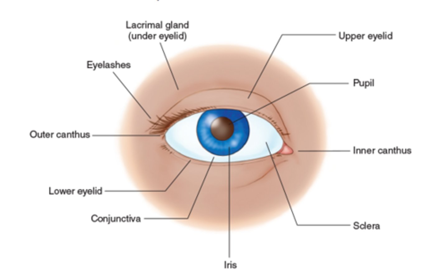 <p>Means eye; plural is oculi.</p>