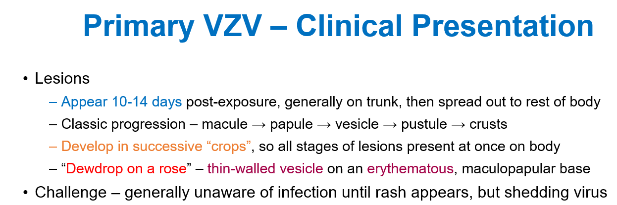 <p>How do the lesions of <strong>Varicella Zoster Virus </strong>develop?</p>