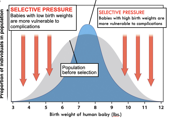 <ul><li><p>Individuals with intermediate genotypes will have higher fitness</p></li><li><p>Ex: Baby birth weight</p></li></ul>