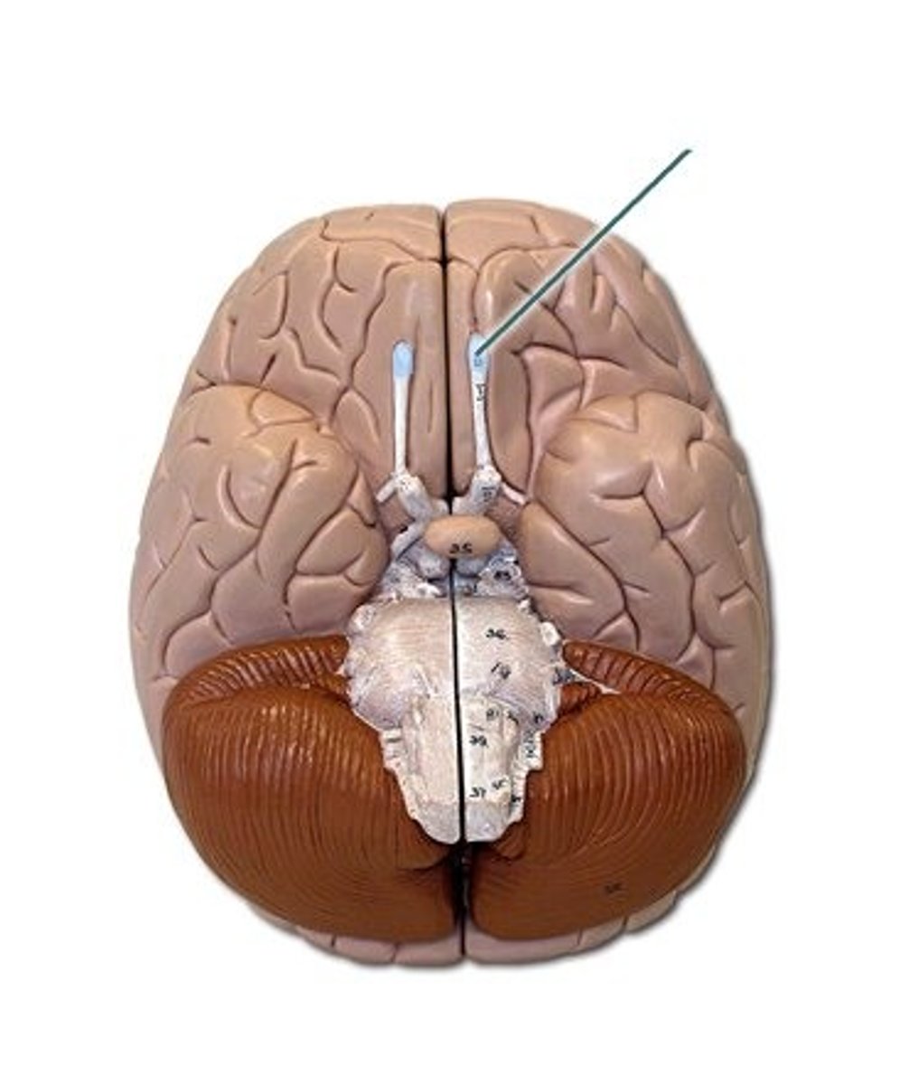 <p>name the structure, not the nerve</p>