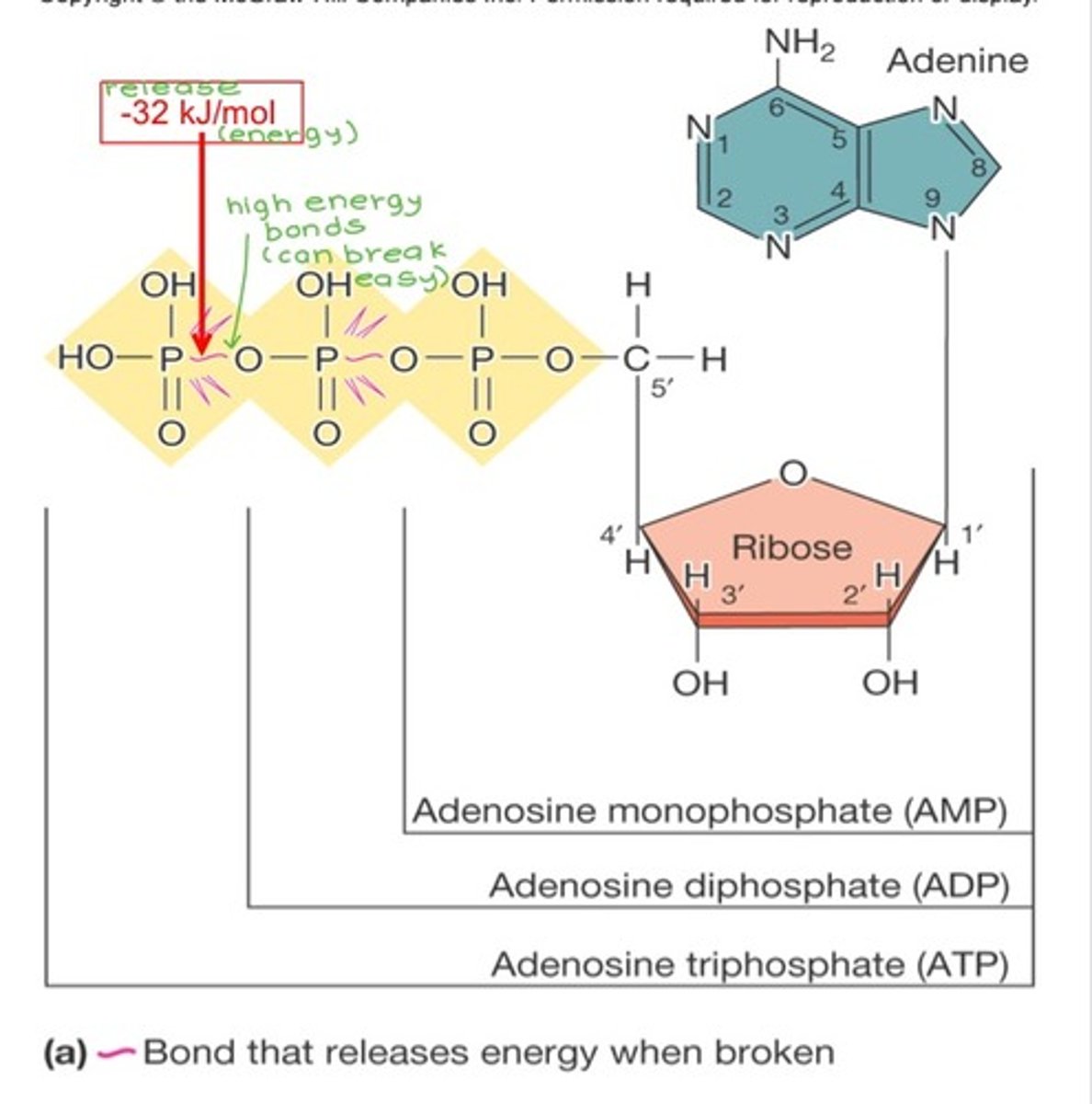 <p>ADP and Pi, releasing a lot of energy for endergonic reactions.</p>