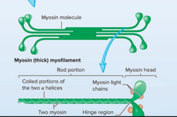 <p>Myosin head, rod portion</p>