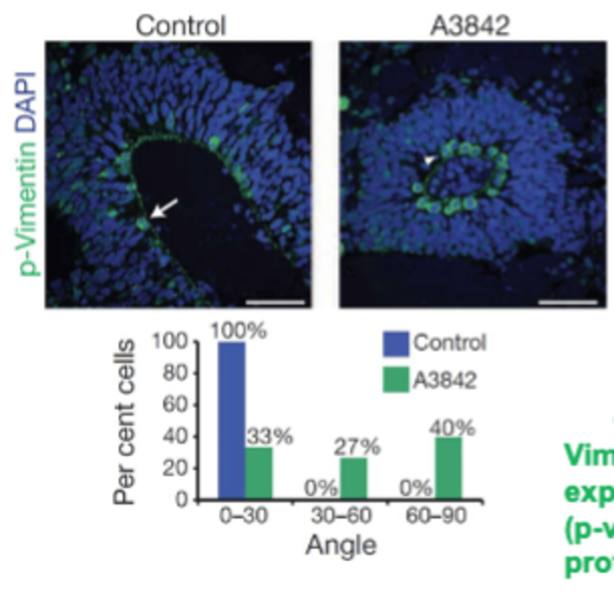 <p>hPSC-derived neural stem cells keep some aspects of interkinetic nuclear migration and radial stratification spontaneously in vitro =neural organoids/ 'brain in a dish'</p>