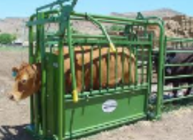 <p>cattle restraint #4</p>