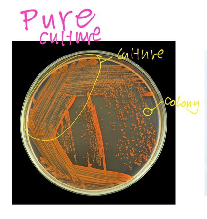 <p>Composed of <mark data-color="red">only 1 species </mark>and the <mark data-color="red">goal in bacteriology</mark></p>