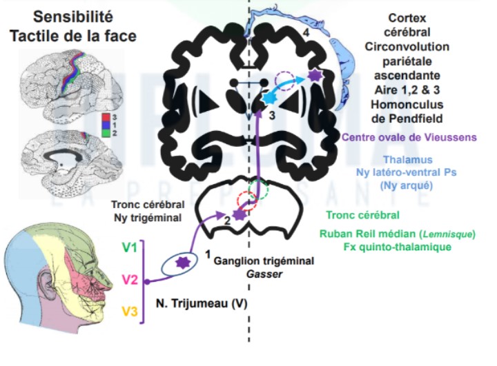 <ul><li><p>V2/V3 → donnent sensibilité pour les dents sup (V2) et inf (V3)</p></li><li><p>V1 → donne sensibilité en regard de l&apos;orbite du haut de la région nasale</p></li></ul>