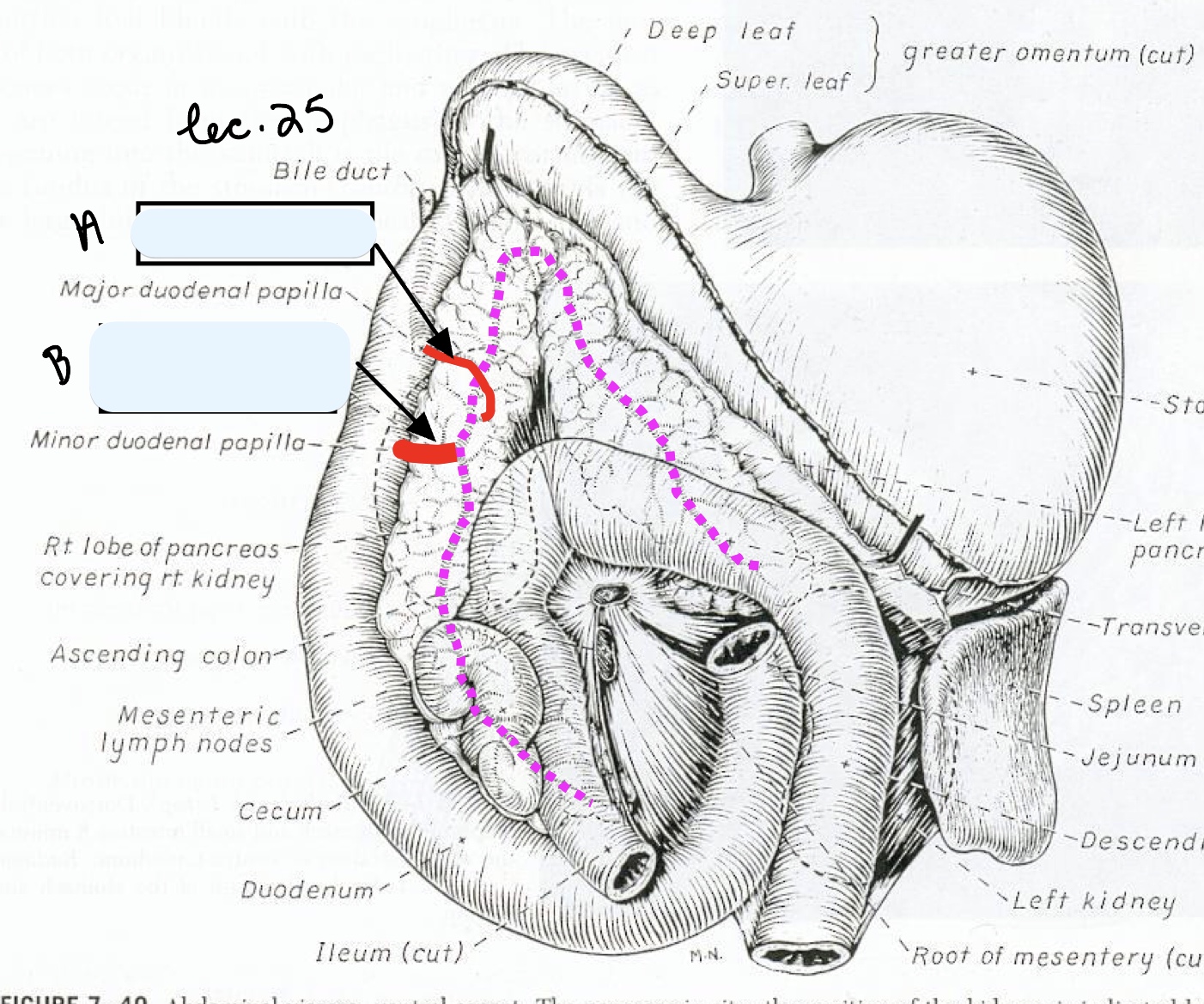 <p>Name the structure(s) indicated by a and b.</p>