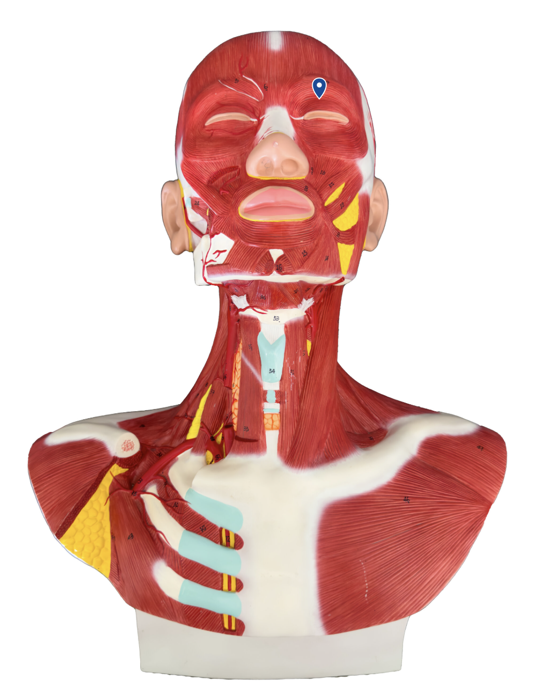 <p>What is the action of the orbicularis oculi?</p>