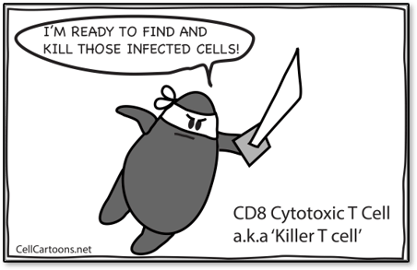 <p>- Seek and destroy: Viral-infected cells, Some cancer cells</p><p>- Release chemicals and enzymes that destroys the cell membrane and causes an inflammatory response that attracts macrophages and more lymphocytes to the site</p><p>- Replicate to make memory cells</p>