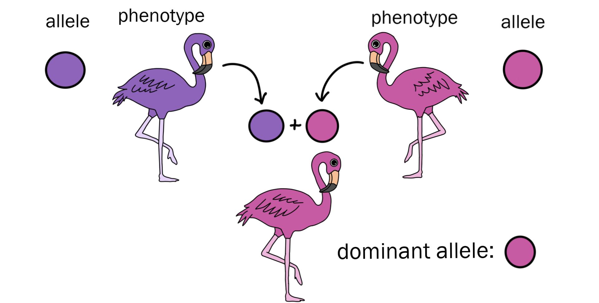 <p>An allele that affects heterozygous and homozygous phenotypes equally (only one copy is required in the genotype).</p>