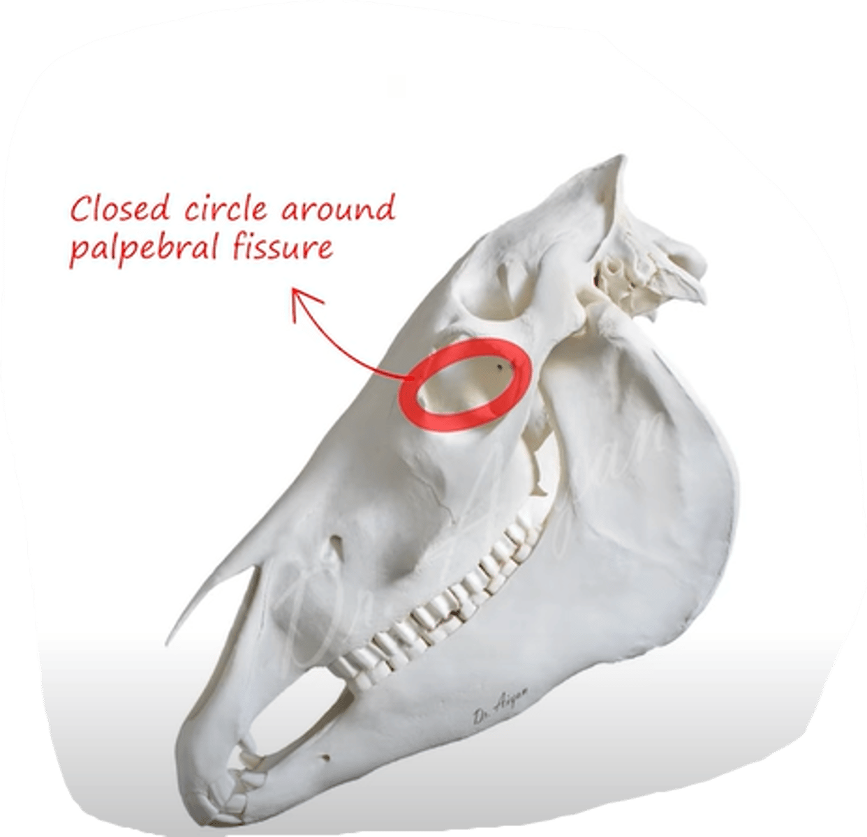 <p>which muscle covers this area around the eyelids and inside?</p>