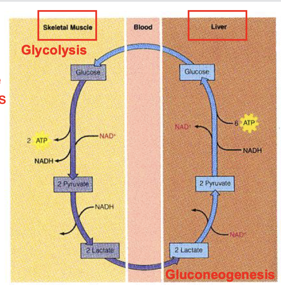 <p>The Cori cycle </p>