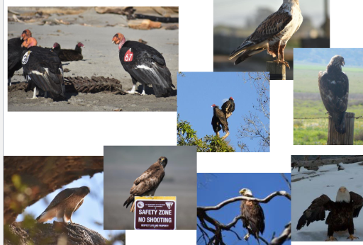 <p>vultures, condors, eagles, buzzards, hawks</p>