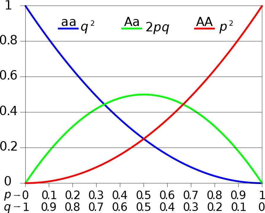 <p>No mutations</p><p>No natural selection</p><p>No gene flow</p><p>No genetic drift</p><p>YES random mating</p>