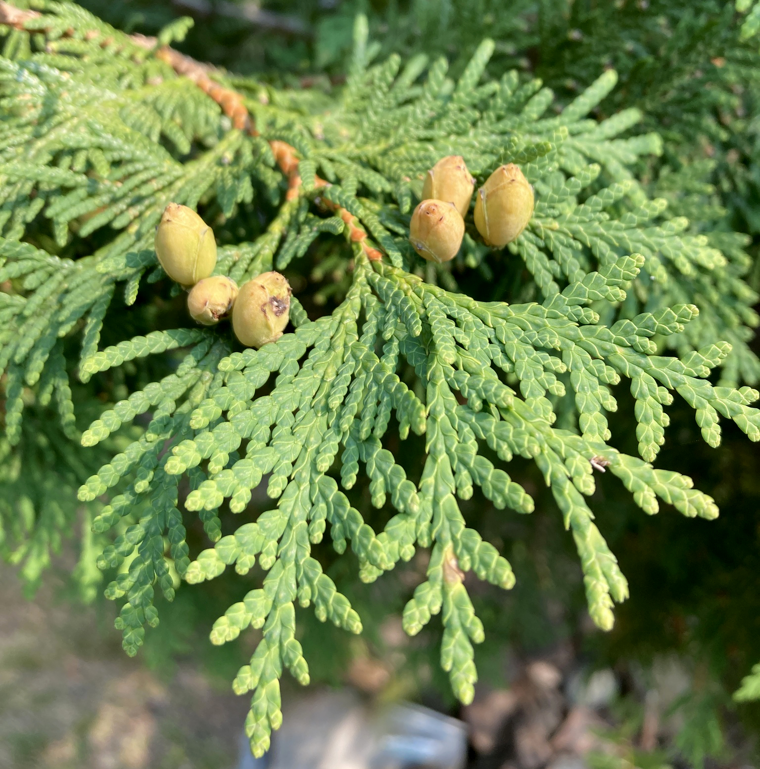 <p>occidentalis</p>