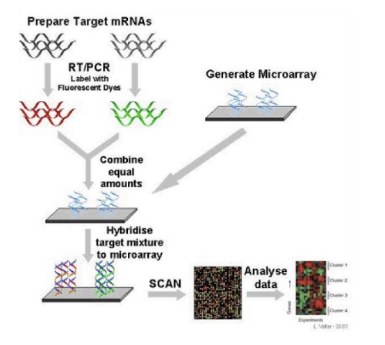 <p><strong>• Isolate total RNA </strong>from Wildtype bacteria and bacteria with a mutation in gene X (mutant X)</p><p><strong>• Convert both RNAs → cDNA using reverse transcriptase</strong> (RNA is more stable to work with than cDNA)</p><p>• Wildtype bacteria cDNA labelled Red and mutant X bacteria cDNA</p><p>labelled Green</p><p>• Mix both in equal quantity and allow to hybridize to a microarray chip</p><ul><li><p></p></li></ul><img src="https://knowt-user-attachments.s3.amazonaws.com/f3ab7a04-e98d-4a15-a9c3-f7b0f657bb12.png" data-width="75%" data-align="center"><p></p>