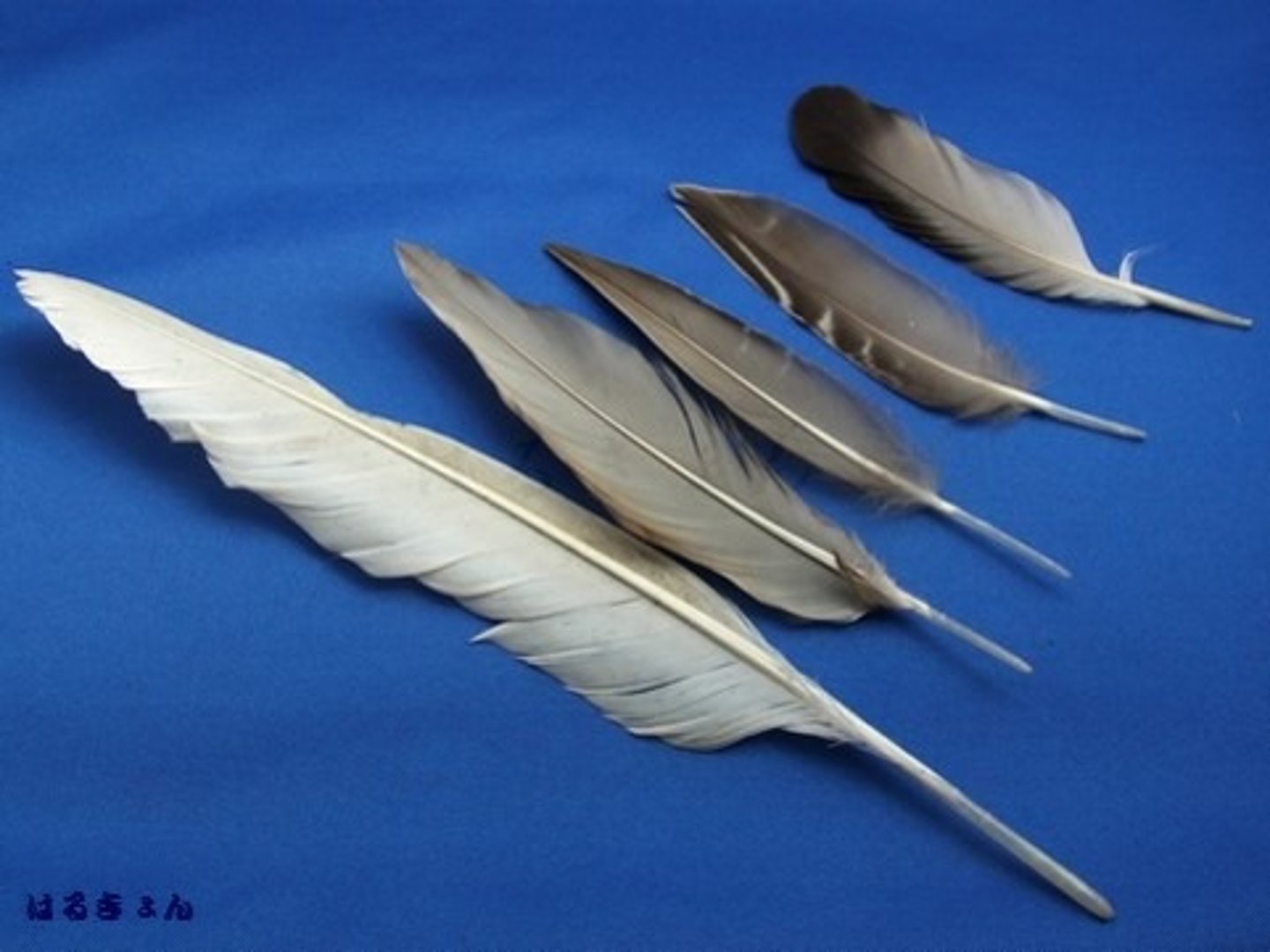 <p>Feather</p>