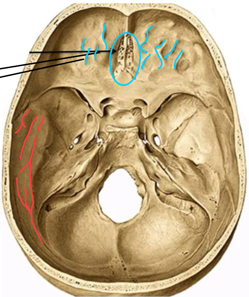 <p>Neurocranium kauli iekšējā virsma</p>