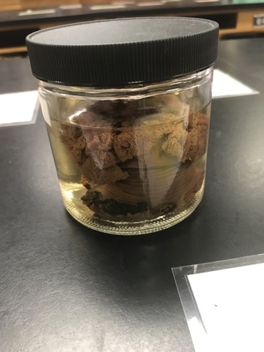 <p>For the following specimen(s), give the entire taxonomy and the name of the specimen(s)</p>
