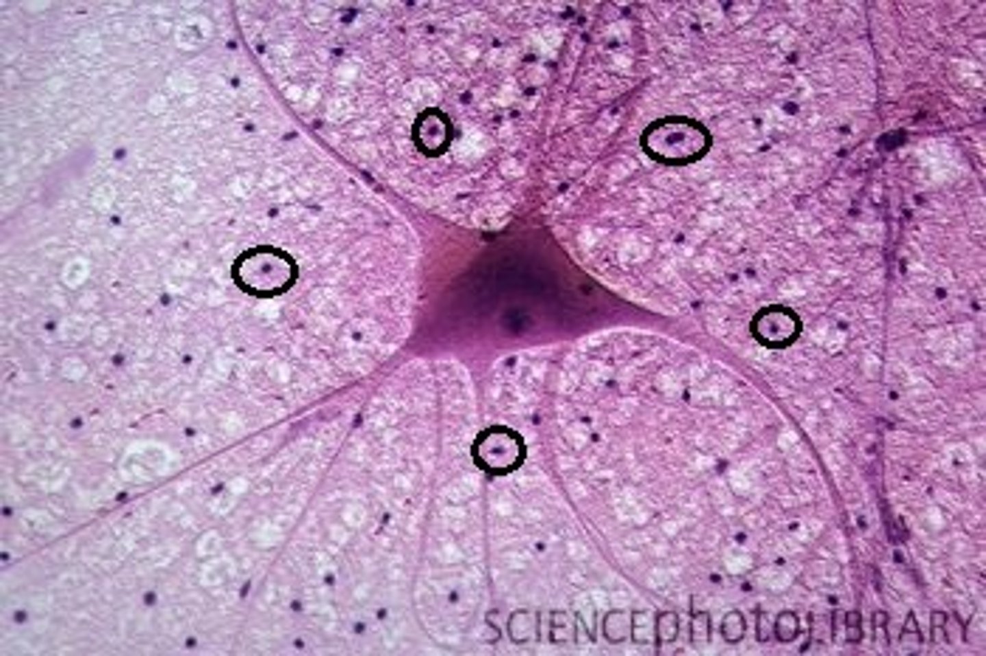<p>where are glial cells found?</p>