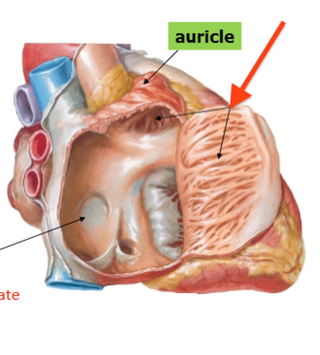 <p>muscle that lines the walls of the atrium</p><p>striated muscle</p>