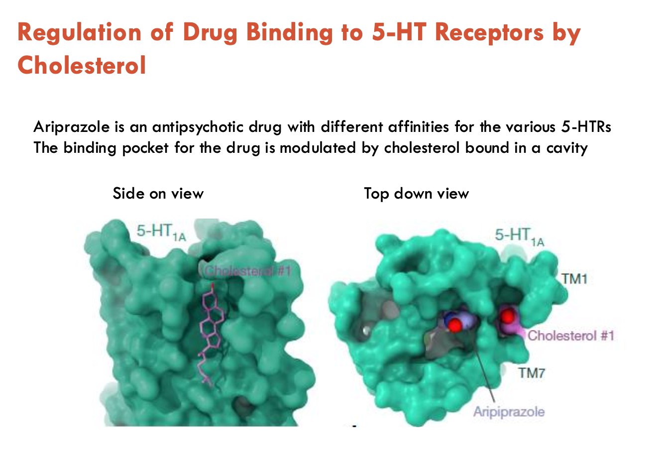 <p>Ariprazole is an antipsychotic drug with different affinities for the various 5-HTRs</p><ul><li><p>binding pocket for the drug is modulated by cholesterol bound in a cavity</p></li></ul><p></p>