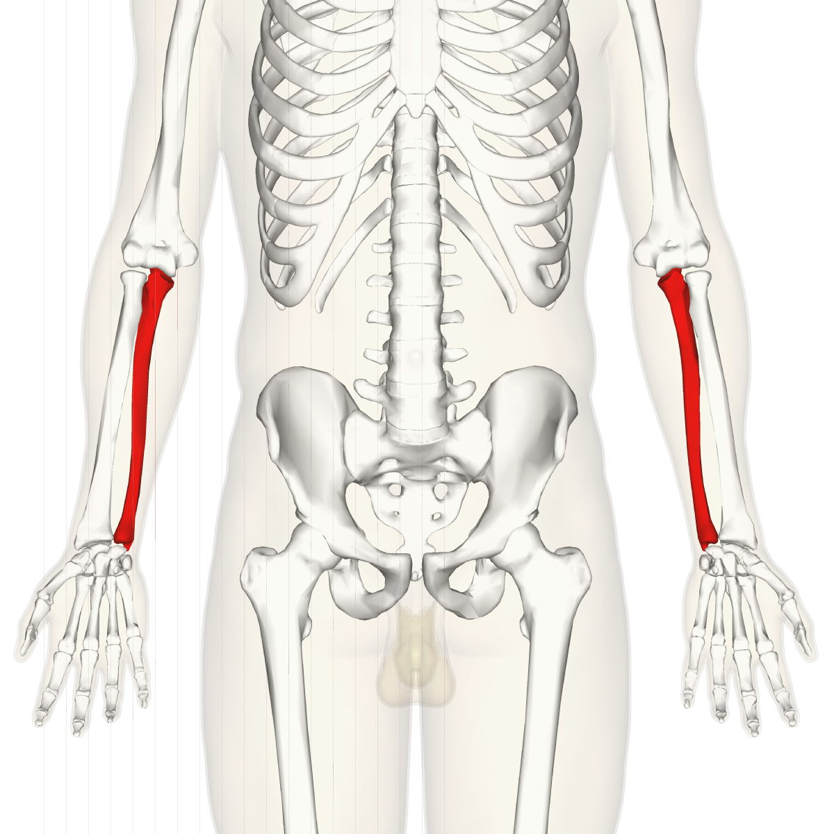 <p>Appendicular skeleton - forearm, small one</p>