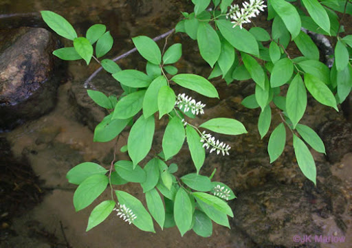 <p>Itea virginica growth form</p>