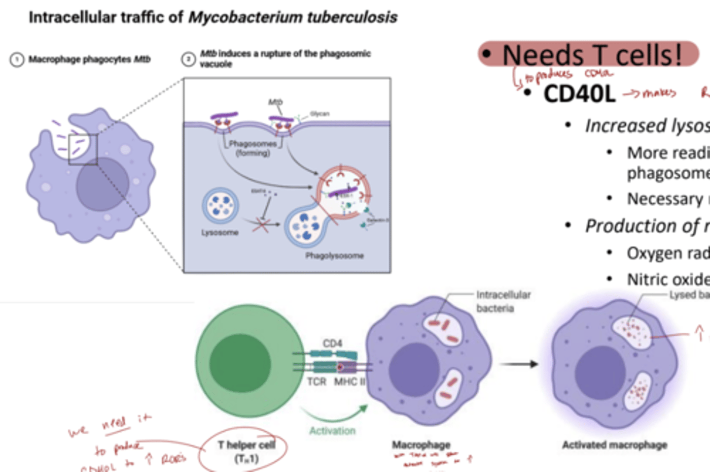 <p>Th1 cells are essential for fighting TB because they activate macrophages with IFN-γ, helping contain and kill the bacteria that hide inside those very cells.</p><p>in the first pic, the bacteria hides in the mac and destroys the phagolysosome so it kills the mac</p><p>see how in the second pic the bacteria is hiding inside the mac, and the Th1 binds to make ROR and Nitric oxide to promote phagocytosis</p>