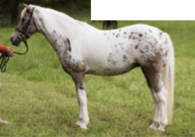 <p>What pony breed is this?</p>